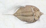 Huntonia Lingulifer (Rare Species) - Oklahoma #62926-3